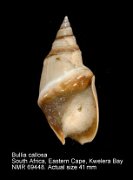 Bullia callosa (2)